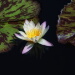 BetterPhoto Member
