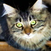BetterPhoto Member