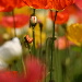 BetterPhoto Member