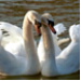 BetterPhoto Member