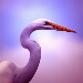 BetterPhoto Member
