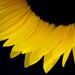 BetterPhoto Member