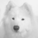 BetterPhoto Member