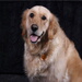 BetterPhoto Member
