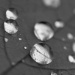 BetterPhoto Member