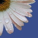 BetterPhoto Member