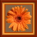 BetterPhoto Member