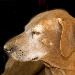 BetterPhoto Member