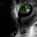 BetterPhoto Member