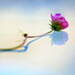 BetterPhoto Member
