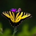 BetterPhoto Member