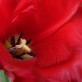 BetterPhoto Member
