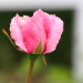 BetterPhoto Member