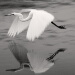 BetterPhoto Member