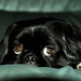 BetterPhoto Member