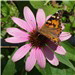 BetterPhoto Member