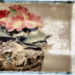 BetterPhoto Member