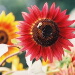 BetterPhoto Member