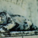 BetterPhoto Member
