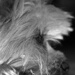 BetterPhoto Member