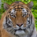 BetterPhoto Member