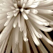 BetterPhoto Member