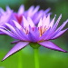 BetterPhoto Member