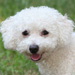 BetterPhoto Member