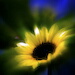 BetterPhoto Member