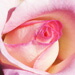 BetterPhoto Member