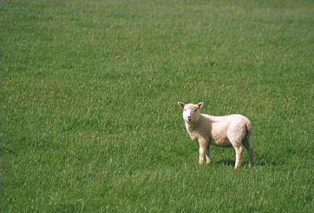 Little Lamb Obeying the Rule of Thirds