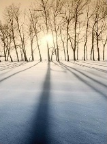 Alberta Winter