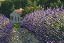 A Home Among the Lavender Fields - Smaller F-number = Smaller Depth of Field