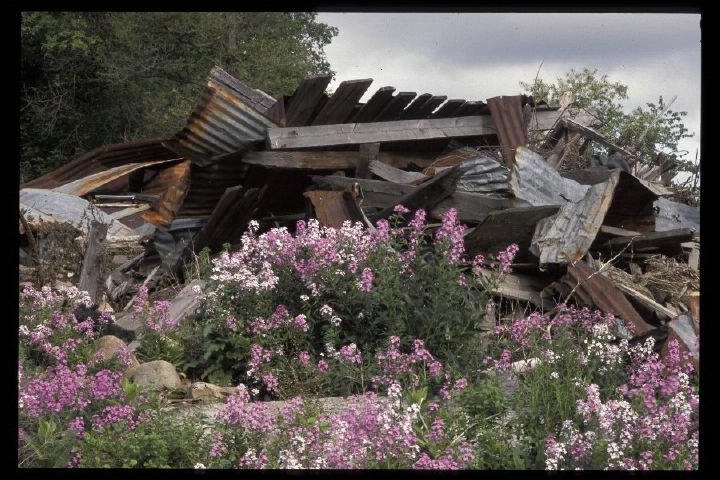 Beauty among the ruins