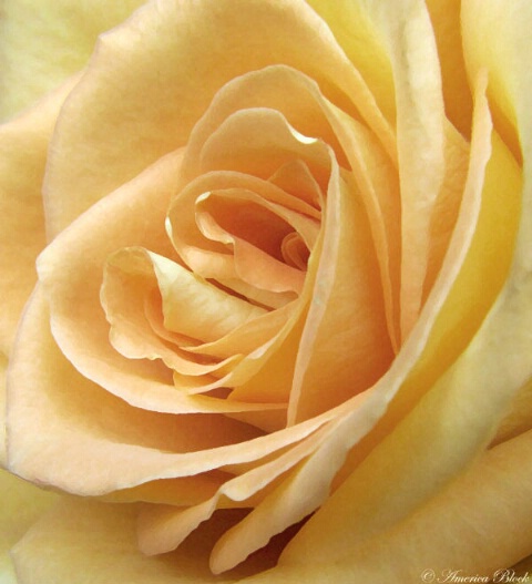 Petals of a Rose