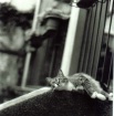 Languid