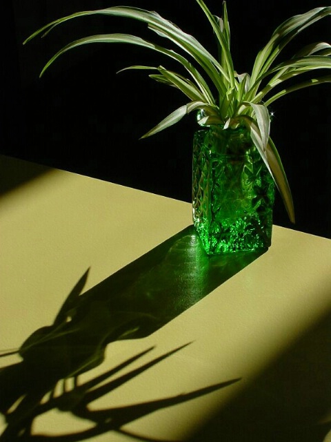Green in Sunlight