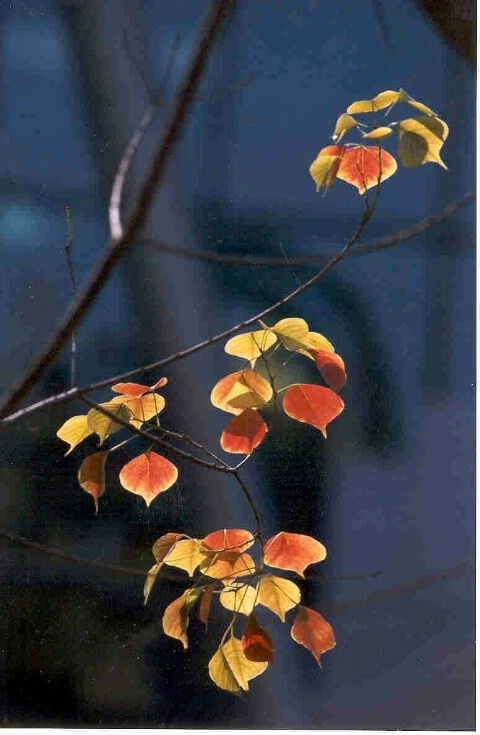 Last Leaves.