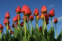 Tulips from Below