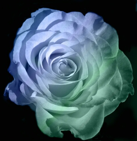 020308094846a_rose_blue_green.jpg