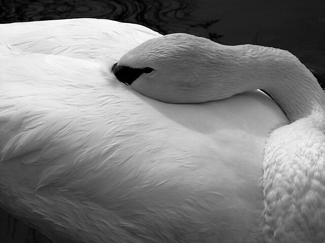 A Feather Pillow