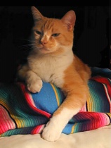 Posed Puss