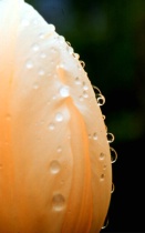 Tulip with water beads