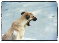 What a Yawn....