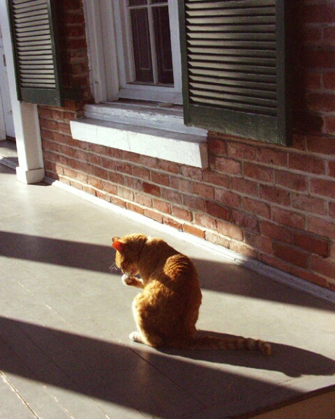 Cat on a Hot Wood Porch