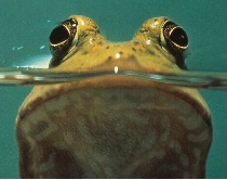 FROGGY