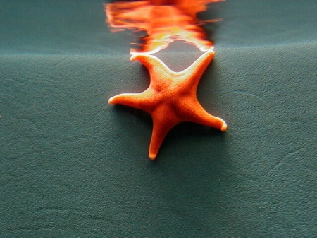 July 2002 Photo Contest Grand Prize Winner - Starfish Reflections