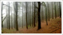 Into The Woods