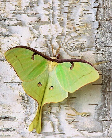September 2002 Photo Contest Second Place Winner - American Moon Moth