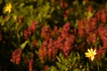 Yellow Flower Echo